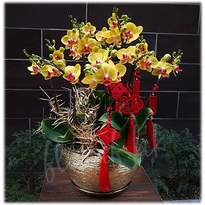 COR23-6  賀年蘭花 - "小王子"迷你蝴蝶蘭 COR23-6  賀年蘭花 - "小王子"迷你蝴蝶蘭